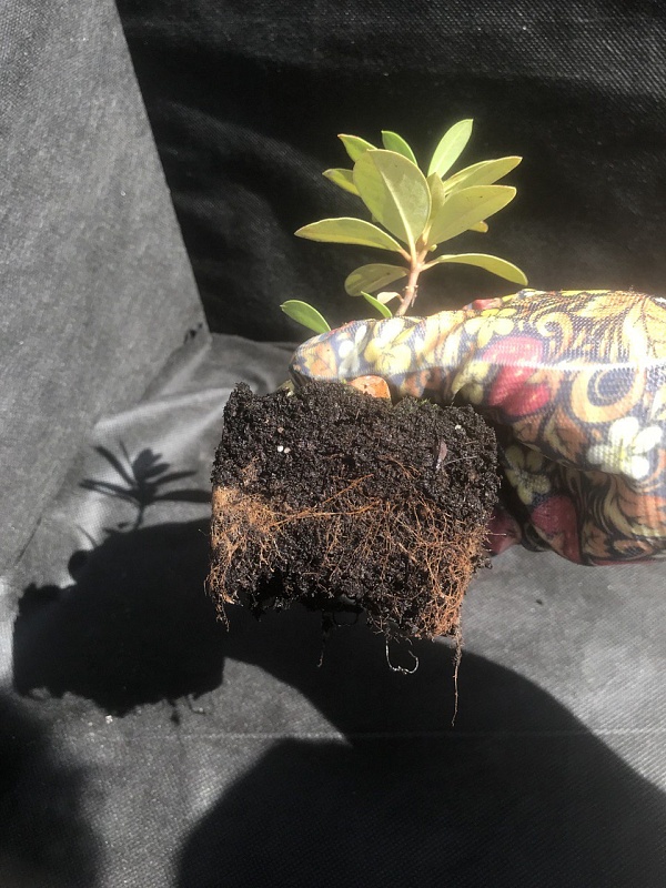 Рододендрон Хеллики 1 шт Р9